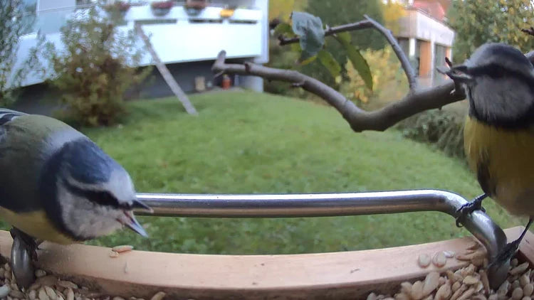 Zwei Vögel am Vogelfutterhaus it Kamera